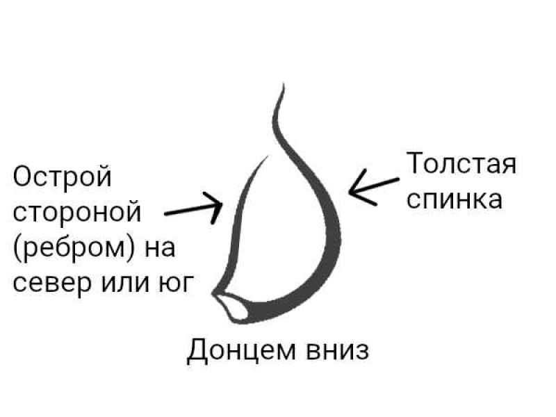 Какой стороной сажать чеснок на север