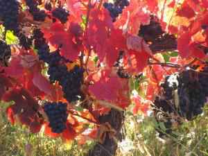 Как сделать укрытие для винограда из поликарбоната