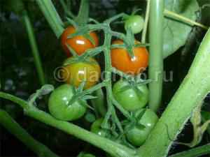 Какие ранние томаты посадить в этом году