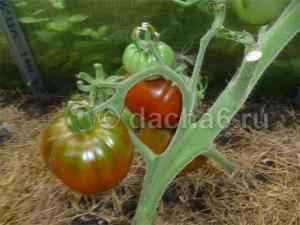 Семена томатов с микоризой